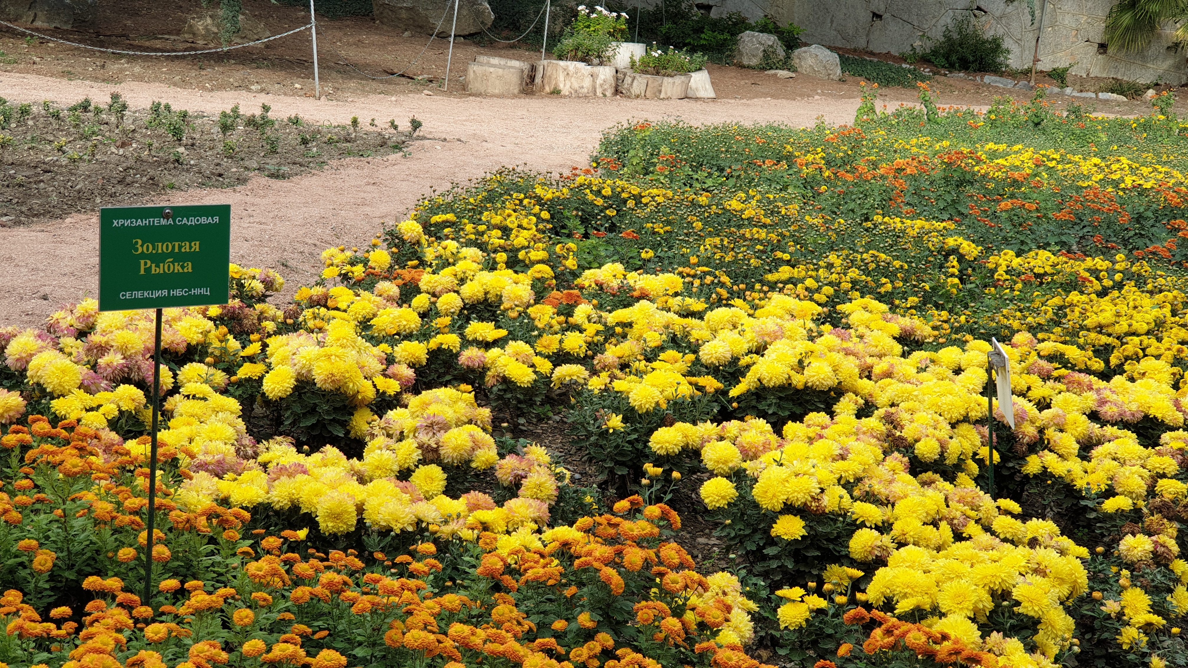 Никитский Ботанический сад хризантемы