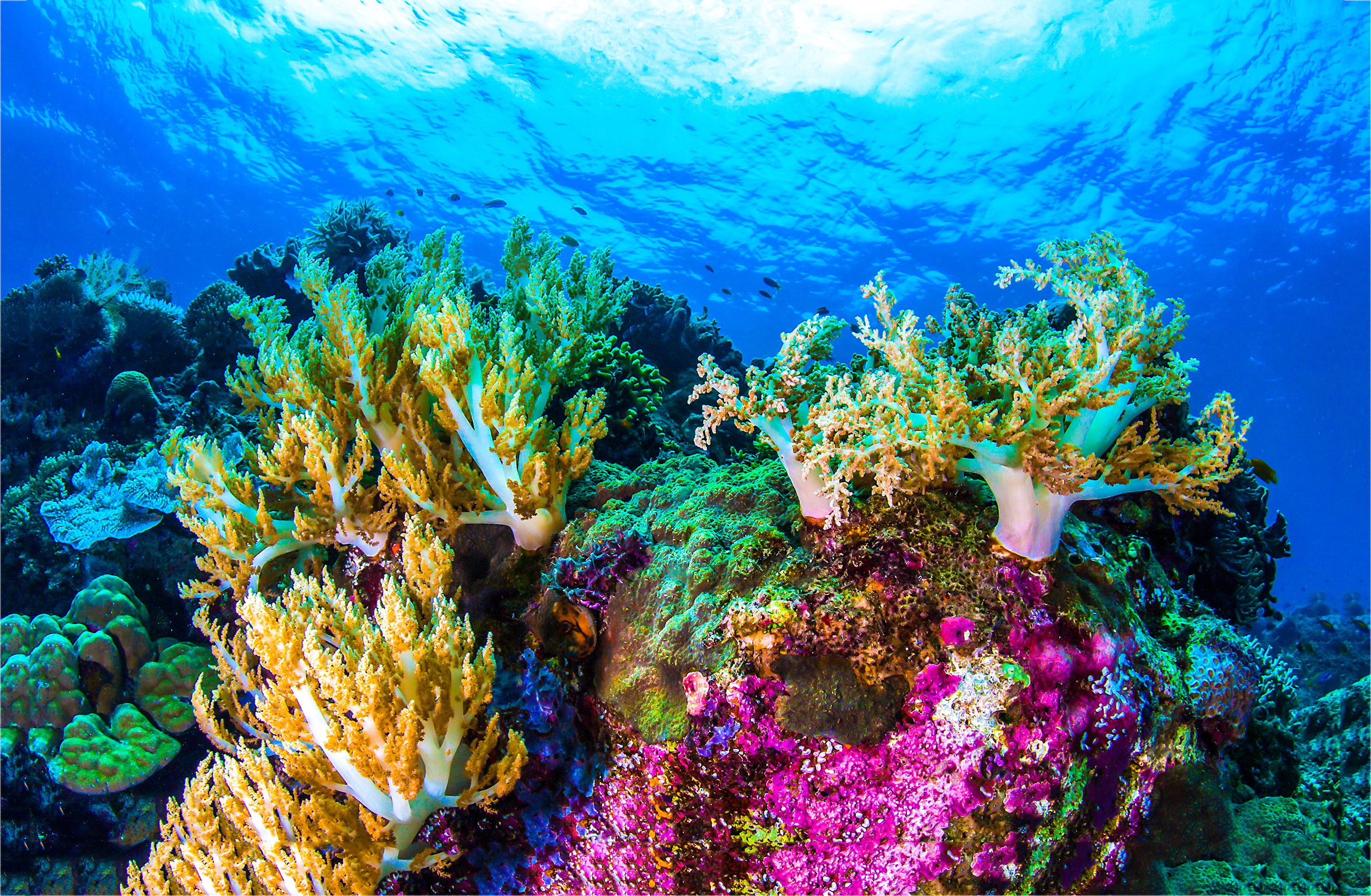 Underwater coral. Большой Барьерный риф в коралловом море. Подводный мир Египта Шарм-Эль-Шейх. Коралловые рифы Карибского моря. Барьерный риф в Австралии.