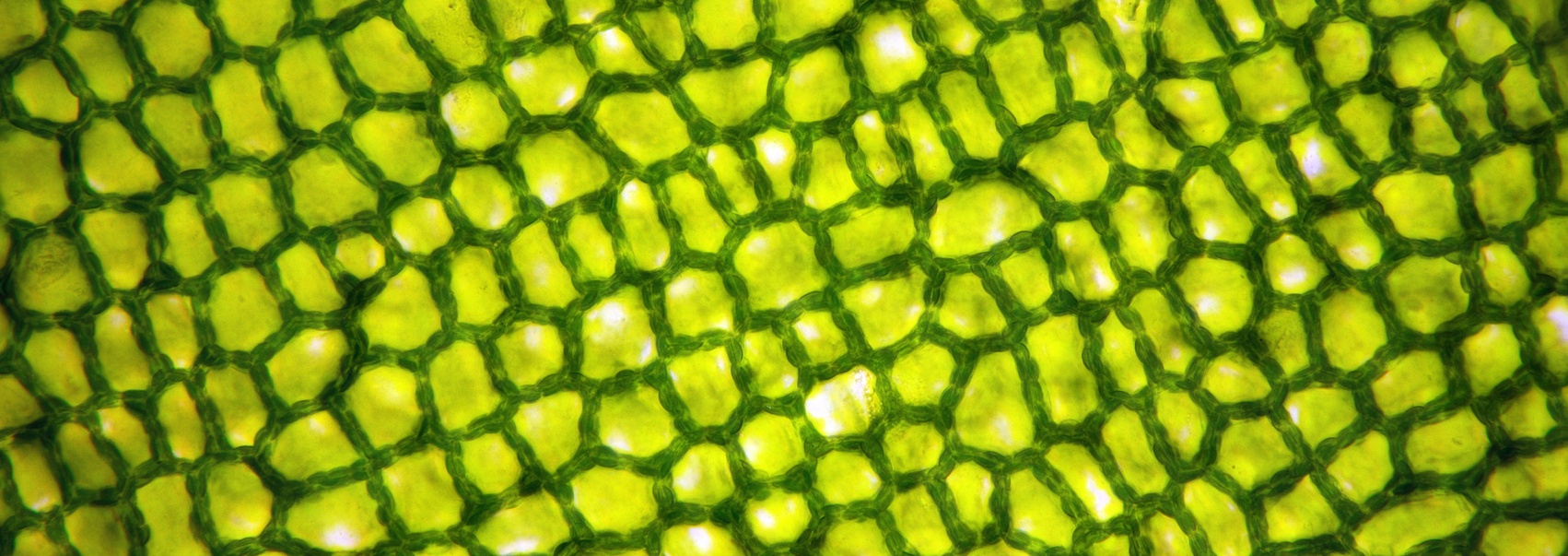 Особое вещество зеленого цвета в растениях. Клетки растений под микроскопом. Защитные клетки растений. Клетка кукурузы. Стволовые клетки растения под микроскопом.