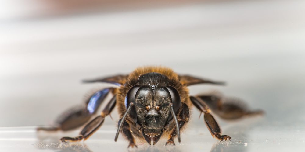 Самая большая пчела в мире найдена впервые за 38 лет