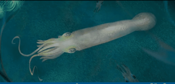 Вымерший головоногий моллюск, живший 330 млн лет назад, похож на  вампира-кальмара