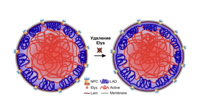 Исследователи МГУ открыли новую функцию нуклеопорина Elys