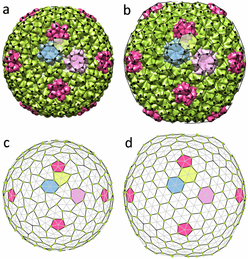 Виды капсидов. Ученые ЮФУ изучают факторы, влияющие на форму вирусов