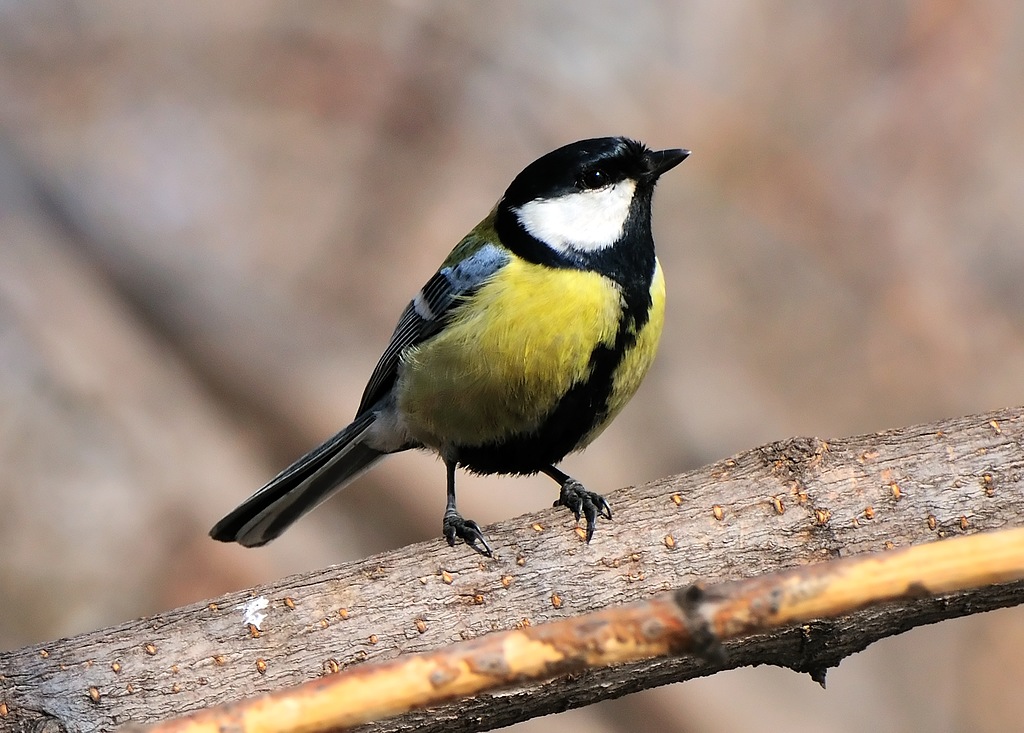 Parus major. Ученые МГУ изучили геномное разнообразие больших синиц