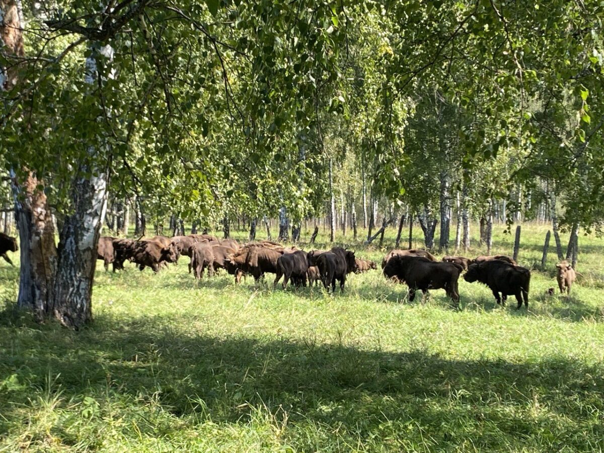 Новые технологии. Ученые с помощью БПЛА помогли найти «пропавших» зубров