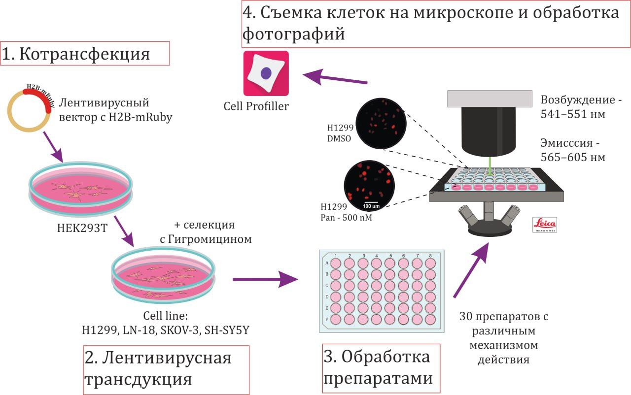 В два раза точнее. Подсчет окрашенных клеток позволит оценивать эффективность противоопухолевых препаратов в несколько раз точнее