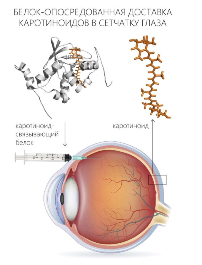Против старения зрения. Ученые показали, что белки водорослей эффективны против дегенерации сетчатки