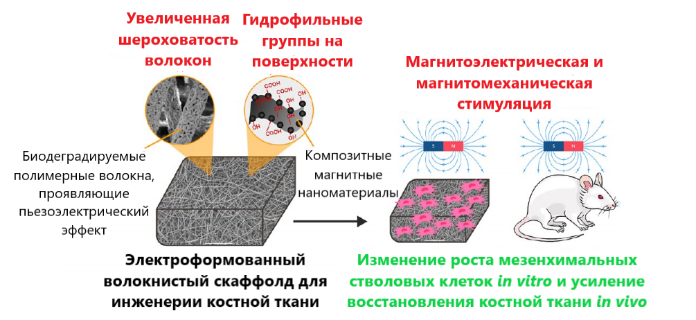 С помощью магнитного поля. Биологи МГУ научились влиять на регенерацию костной ткани