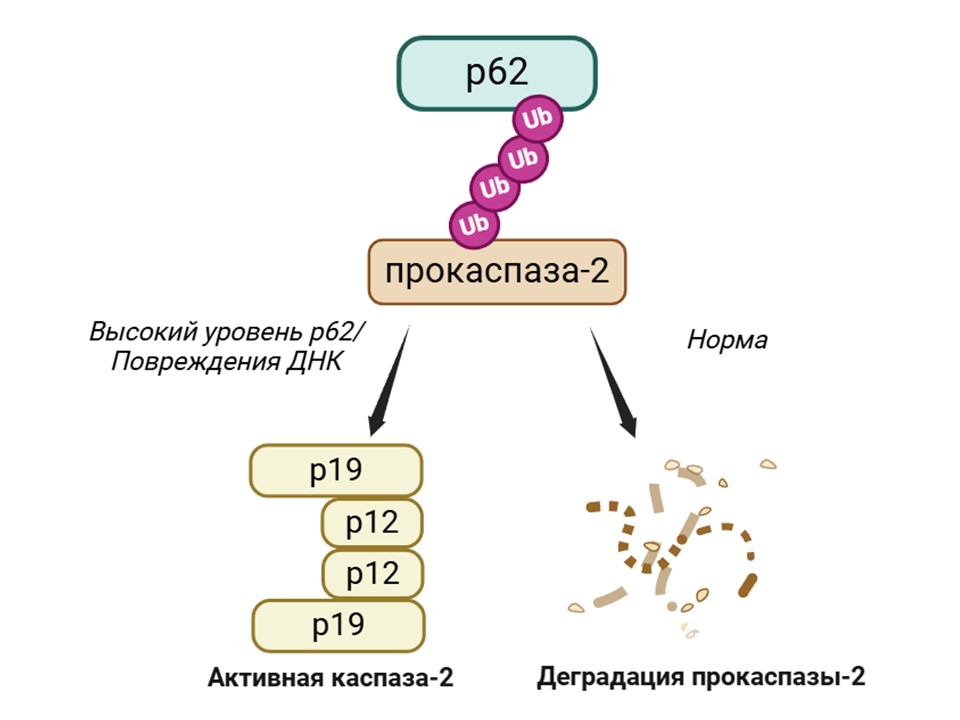 Белок-разрушитель. Ученые описали новый механизм запуска клеточной гибели