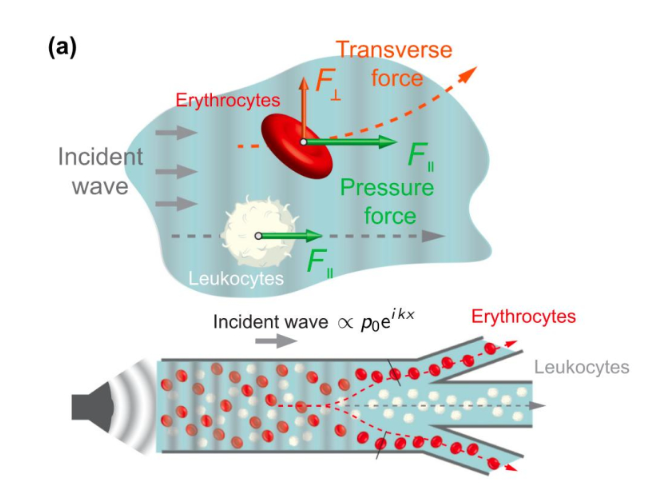 Боковая сила отдачи. Открыт новый вид акустических сил для более точной фильтрации клеток по их форме