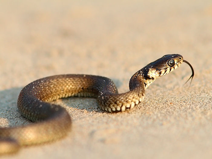 Прообраз робота