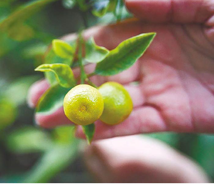 Можно есть!