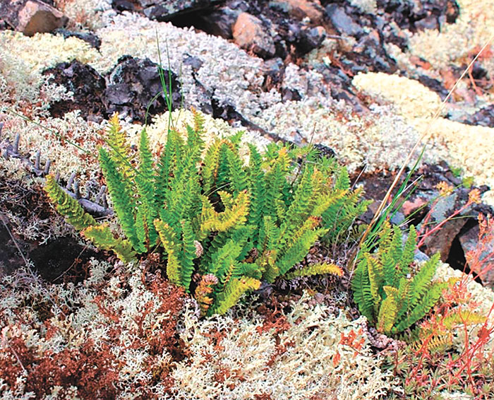 Трава для волка