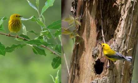 Живущие в дупле. Ученые изучили причины агрессивности самок птиц, гнездящихся в полостях деревьев