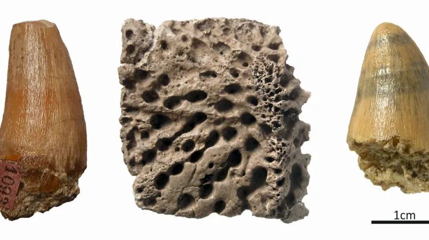 Возрастом 17 млн лет. В польской шахте Белхатув найдены останки крокодила эпохи миоцена