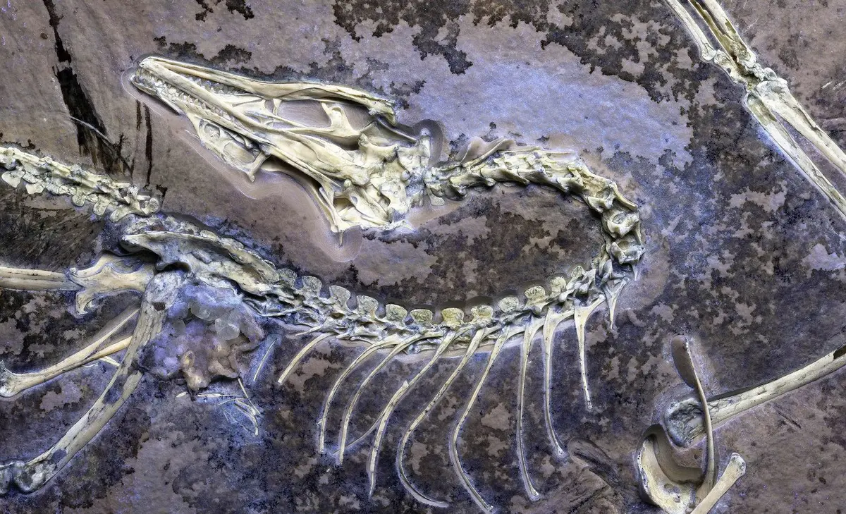 «Чикагский археоптерикс» перевернул науку. Его череп раскрывает тайны эволюции птиц