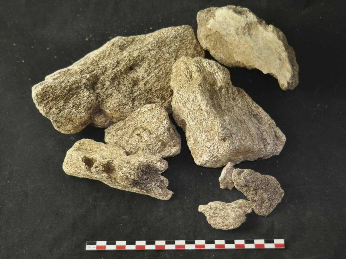 Для создания «табуретов» и столовых приборов: как использовали китовые кости раннего бронзового века