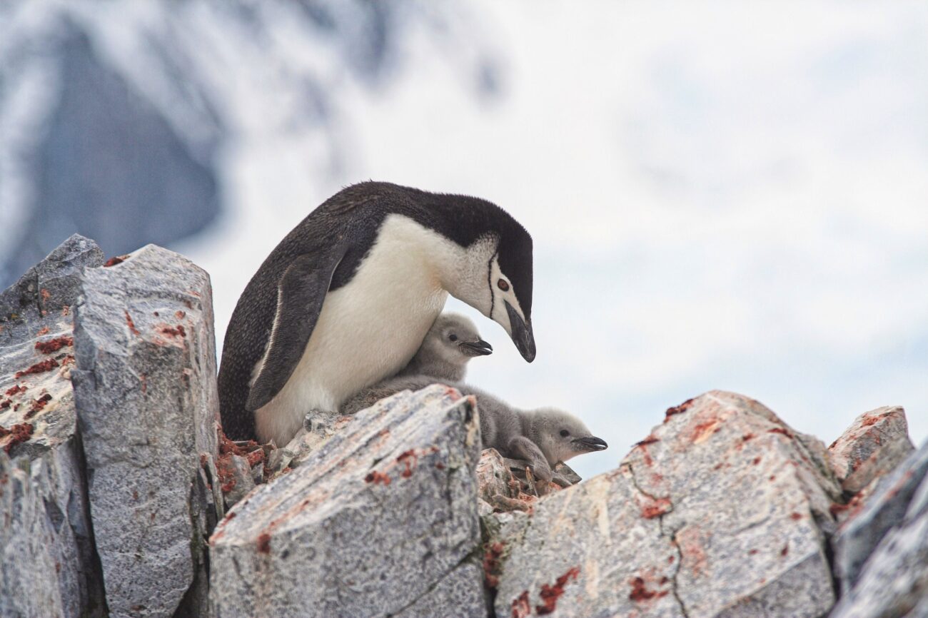 Гуано в облаках. Пингвины спасают планету.