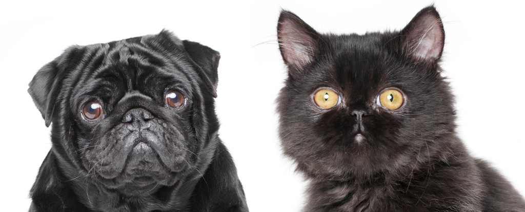 Братья меньшие. Исследователи выяснили, к каким результатам привел искусственный отбор