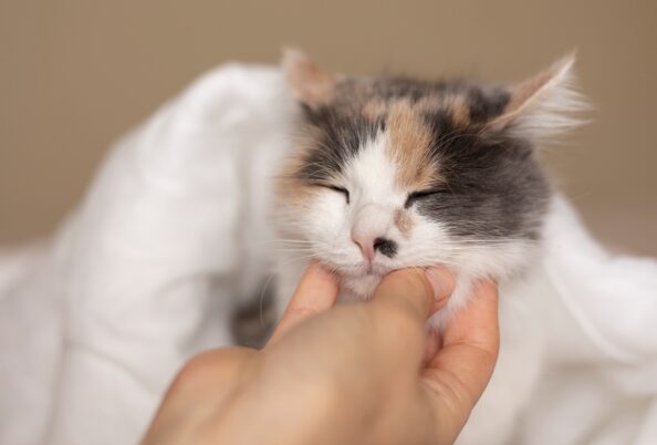 Обусловлено генами. Исследователи выяснили, какие кошки мурлычут чаще и почему