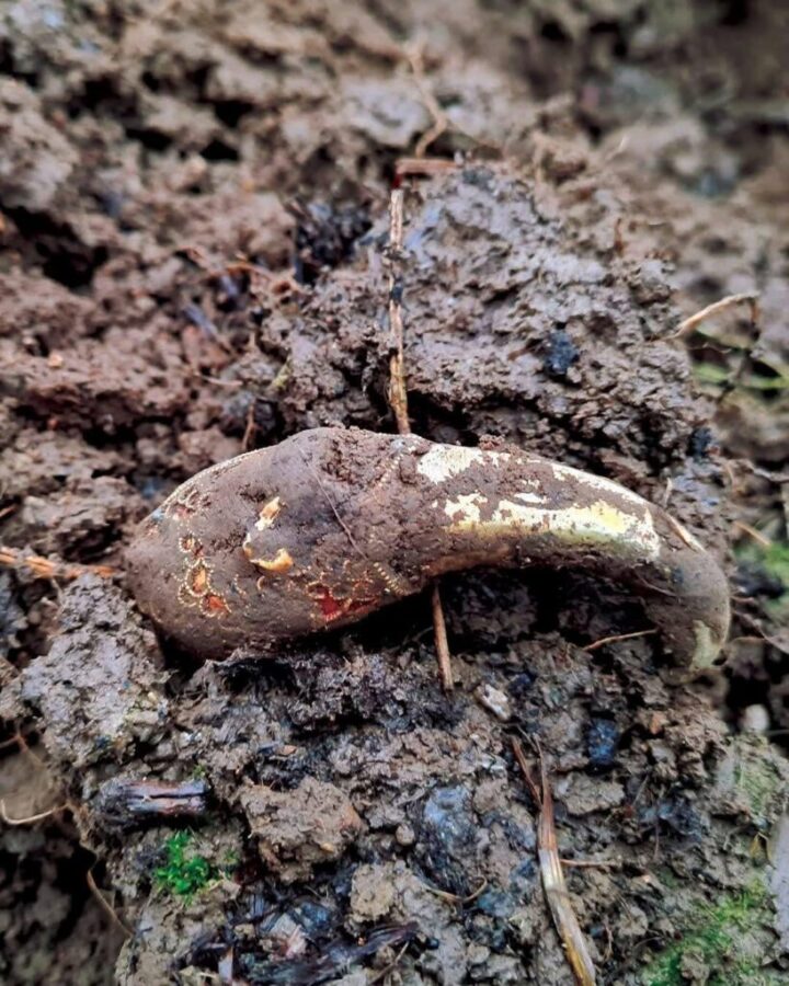 Уникальные артефакты англосаксов потрясли археологов. Золотая голова ворона и древнее кольцо найдены в поле