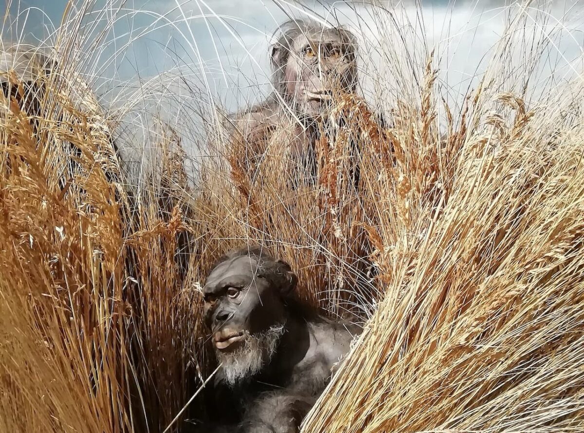 Они жили 2 млн лет назад. Впервые определен биологический пол давних предков человека