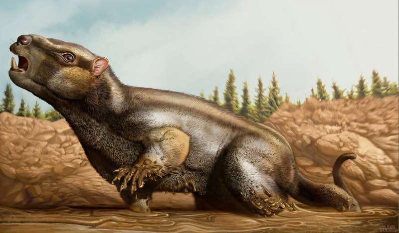 Странная смена зубов. По ископаемым останкам описан новый вид млекопитающих юрского периода