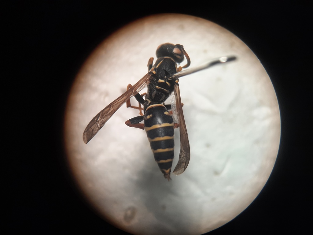 Осы из шести стран. Ученые выявили микропластик в насекомых из Евразии и Африки