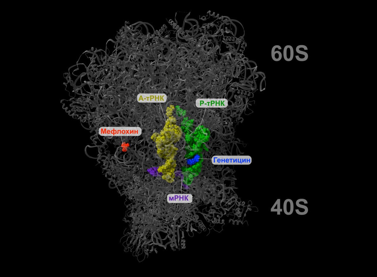 Препарат на основе мефлохина. Средство восстановит синтез белка при наследственных заболеваниях