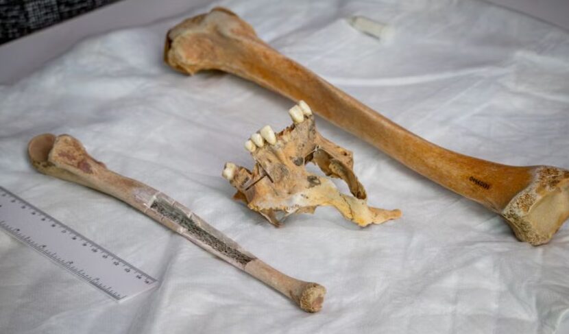 Жил отважный капитан. Кости погибшего в XIX веке моряка идентифицировали по ДНК его праправнучки