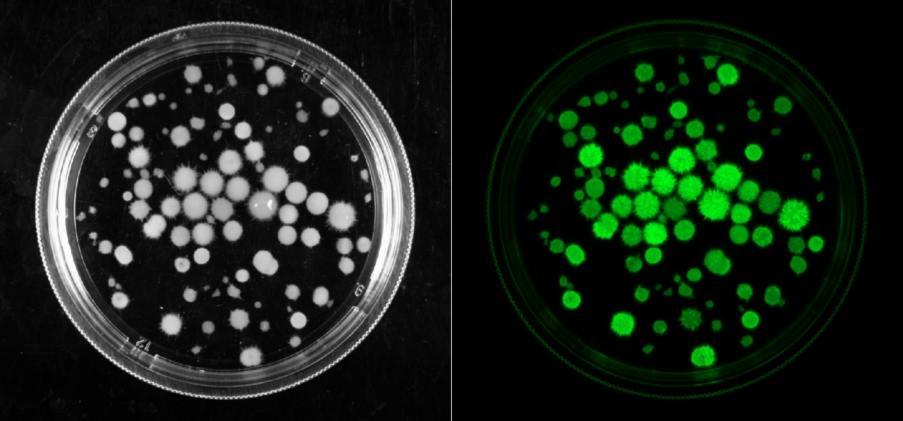 Работа, изменившая представления о природе «живого света». Ученые раскрывают тайны светящихся грибов