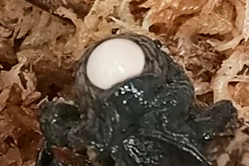 Улитка откладывает яйцо из шеи. Учёные впервые сняли уникальный момент