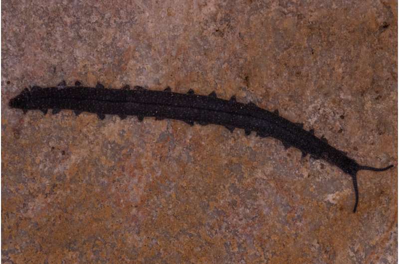 Студент обнаружил неизвестное науке «живое ископаемое». Новый вид оказался древнее динозавров