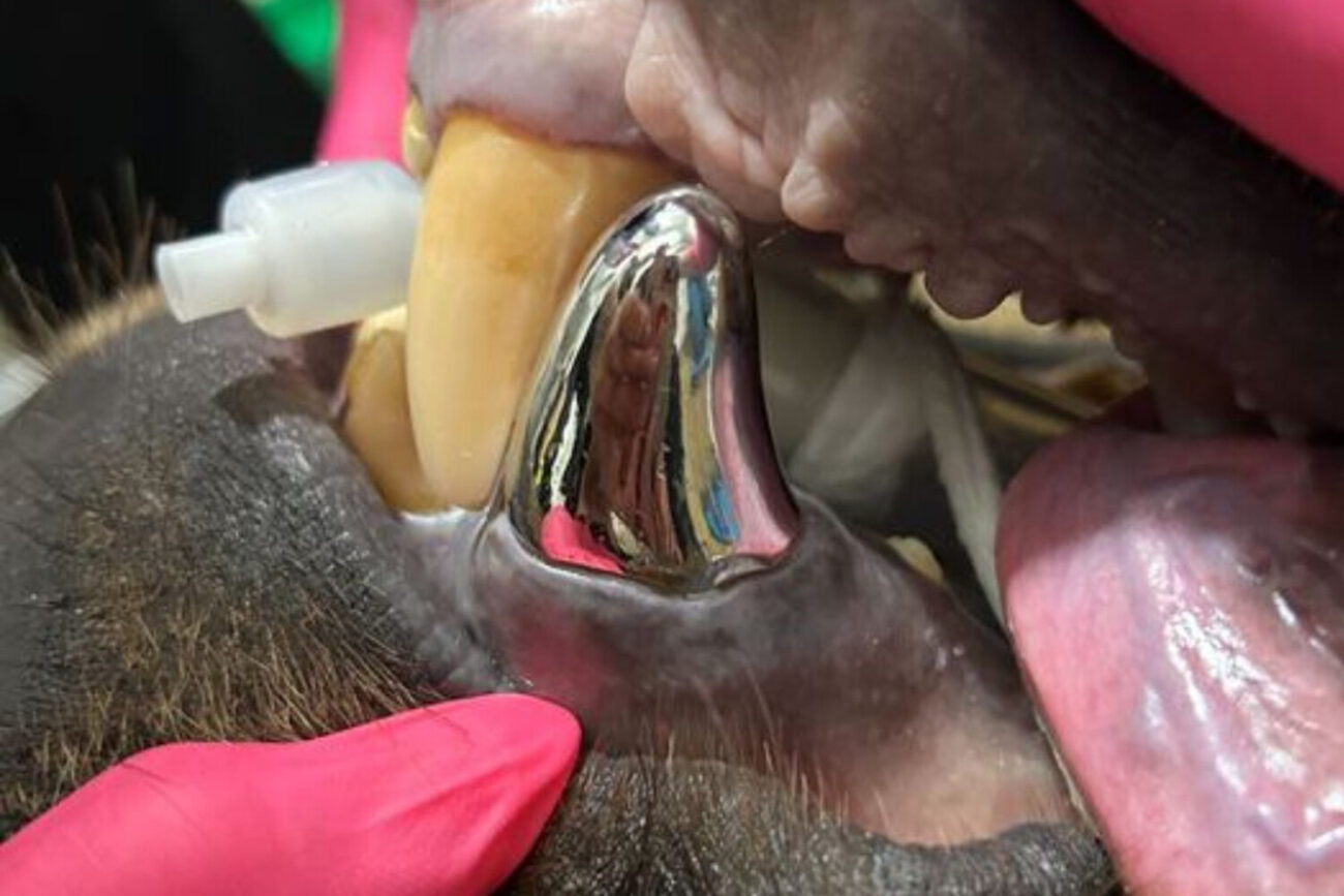 Хищник с голливудской улыбкой. Медведю поставили самую большую коронку в истории