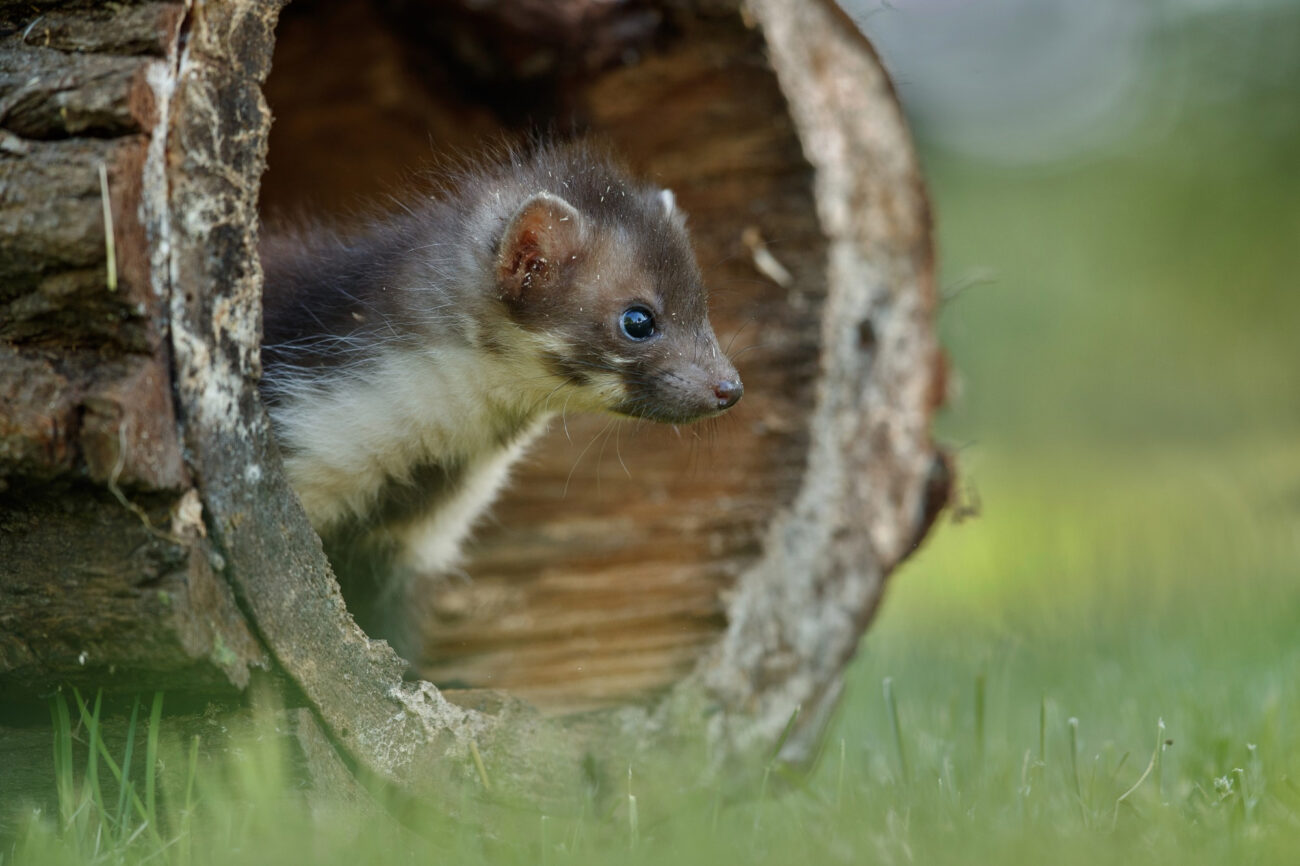 Гельминтофауна: в лесной кунице может жить 23 вида глистов