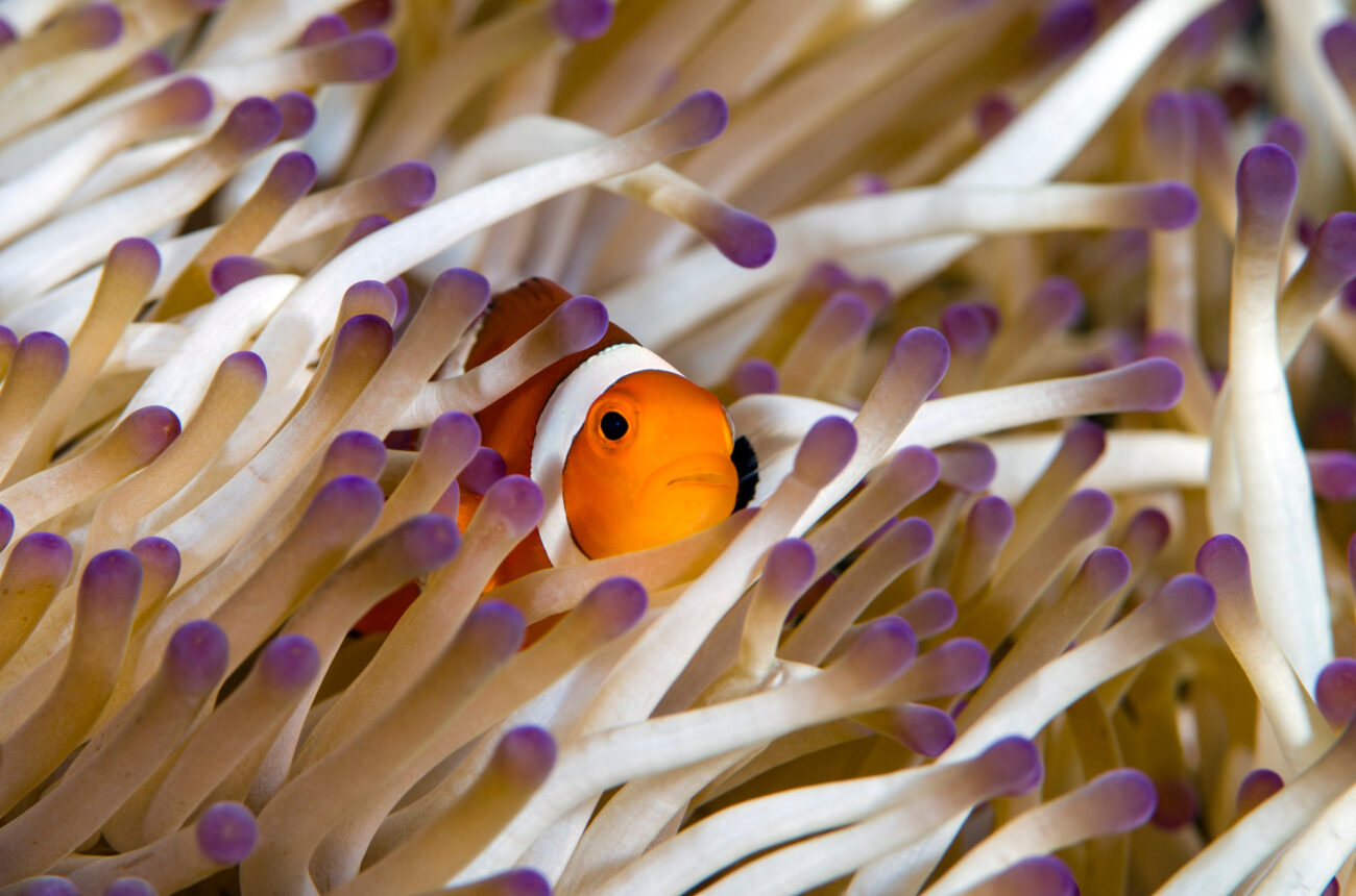 КИСС 2025: Первый Конгресс исследователей симбиотических систем