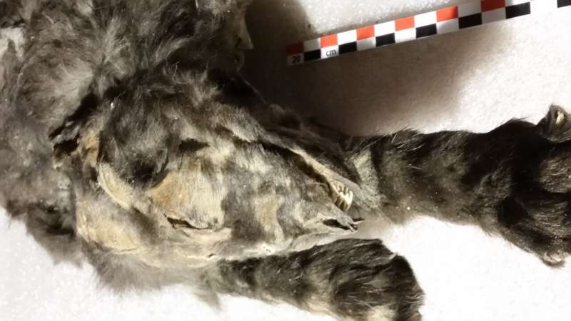 «Щенки» ледникового периода. Новое исследования мумифицированных останков опровергло предыдущие выводы