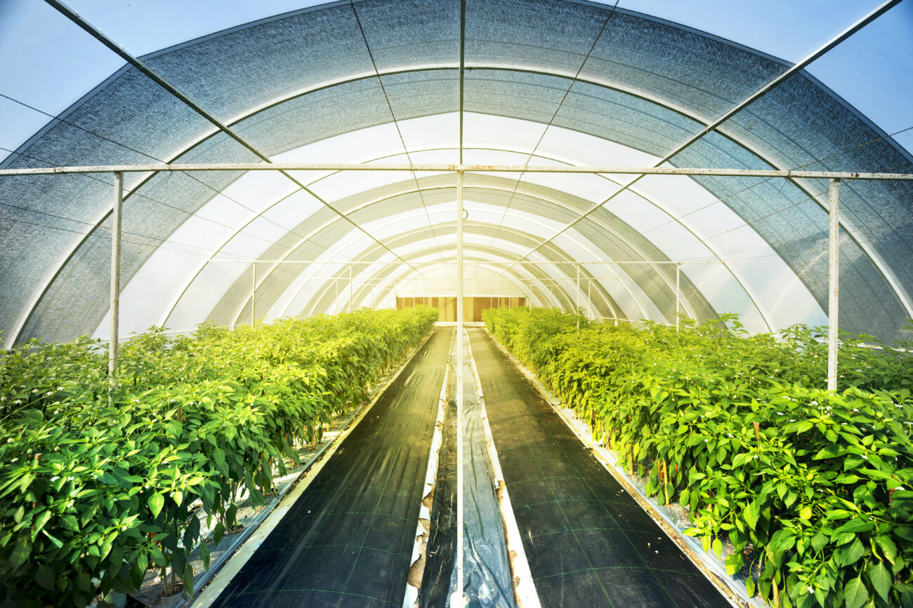 Революция в теплицах. В России придумали, как выращивать овощи зимой без электричества и газа.