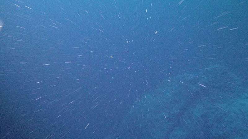 Физика «морского снега». Открытие ученых: в океанских глубинах кроется то, что изменит климатологию