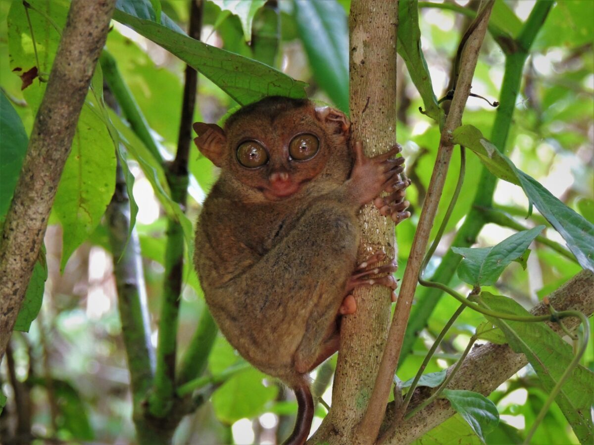 Животные ex situ. Перспективы распространения долгопятов вне зоны их обитания