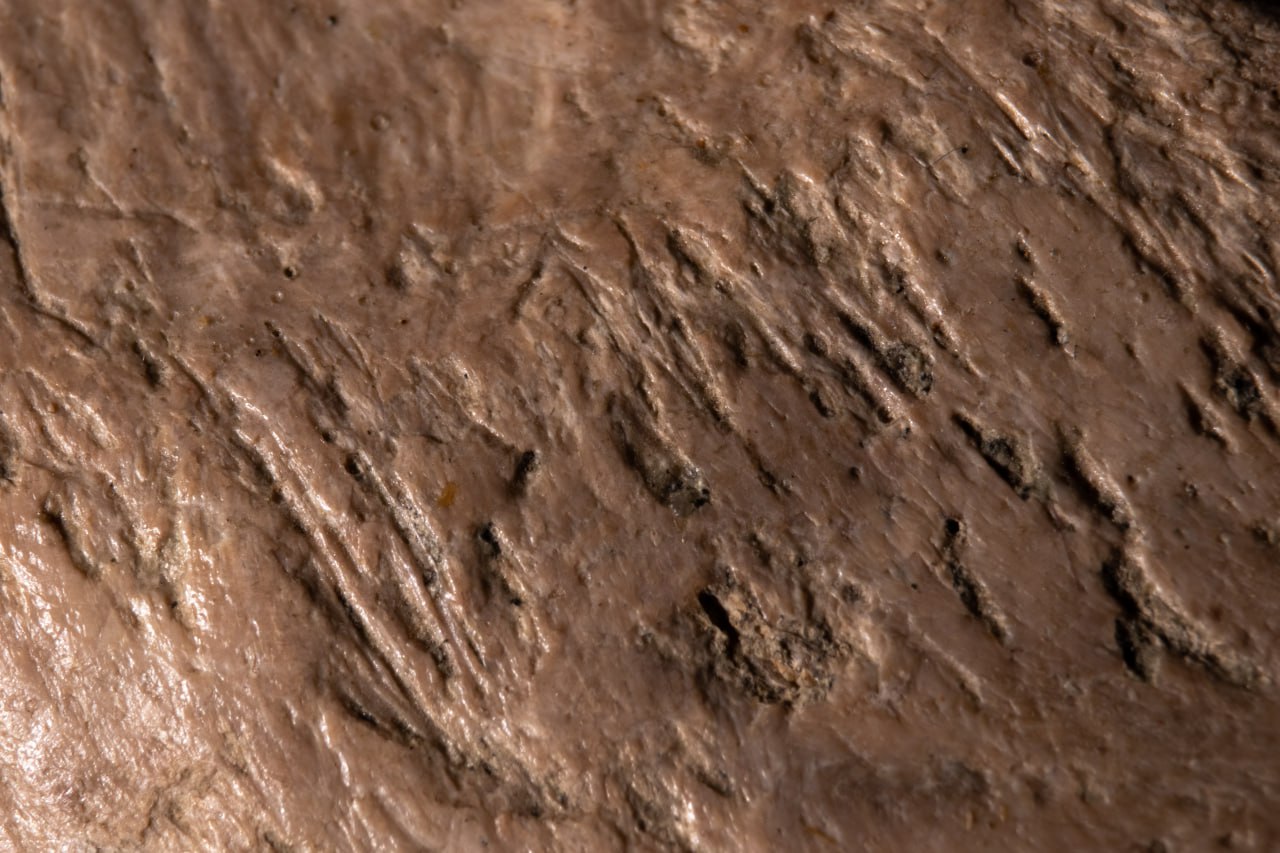 Первое в Азии. На территории России нашли свидетельство поедания костей динозавров древними растительноядными