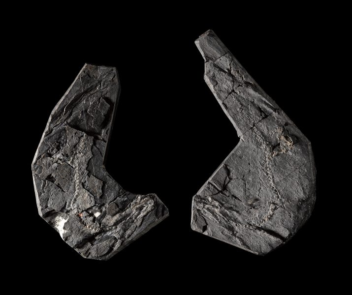 Рекордно древний. Найден один из первых «прародителей» человека, живший 346 млн лет назад