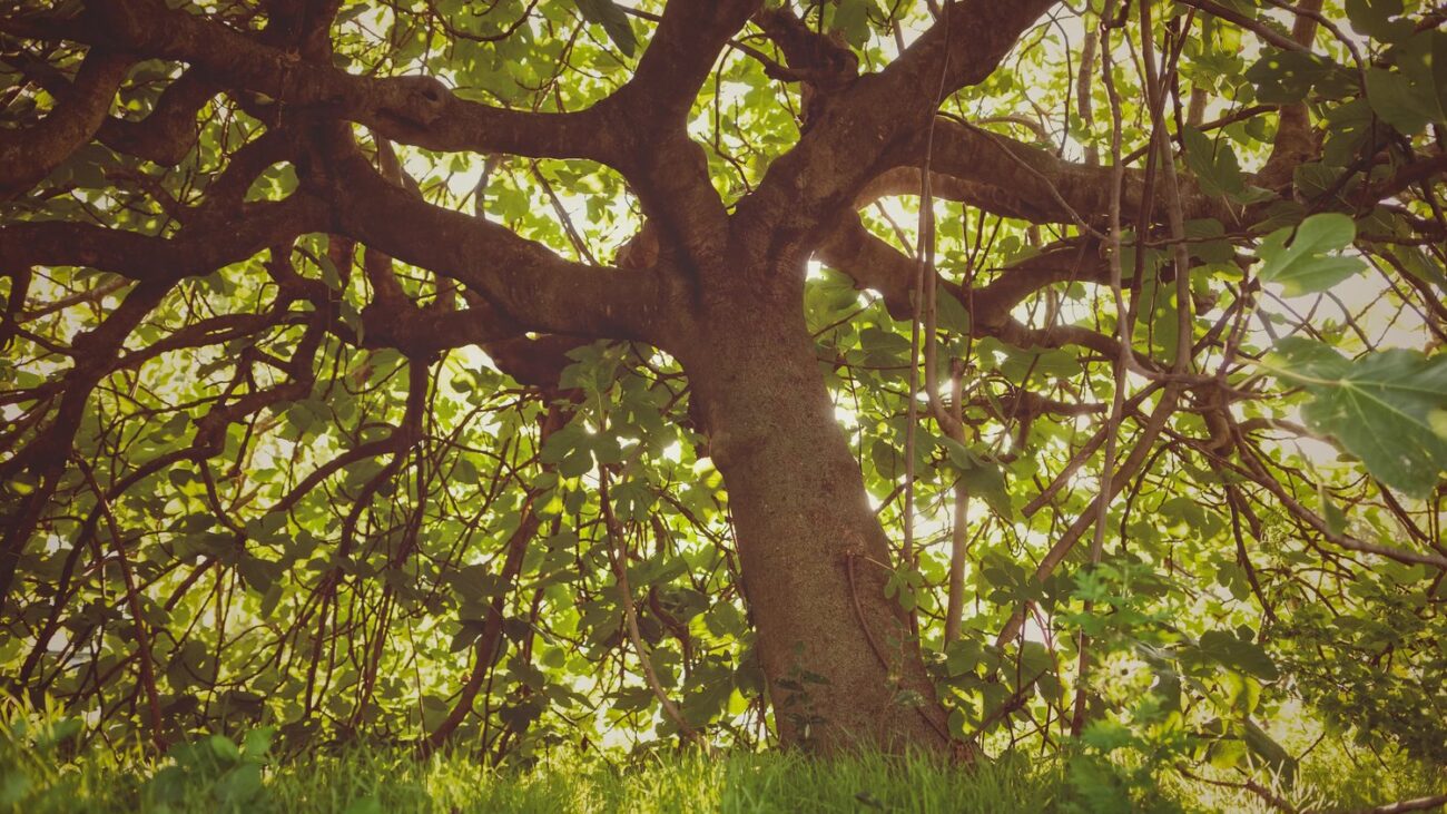 Ученые нашли уникальную функцию фиговых деревьев. Они превращают воздух в камень.