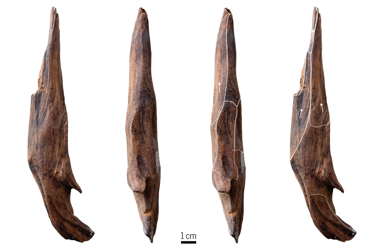 Палеодиета гоминидов. Палки-копалки возрастом 300 000 раскрыли утраченную технологию