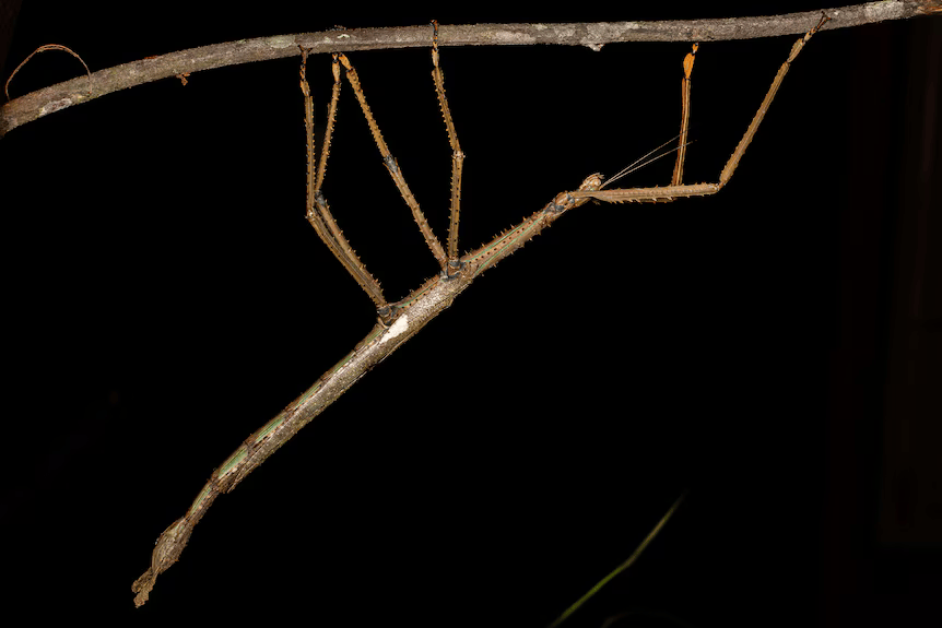Австралийская сенсация. Найдено новое насекомое невероятных размеров