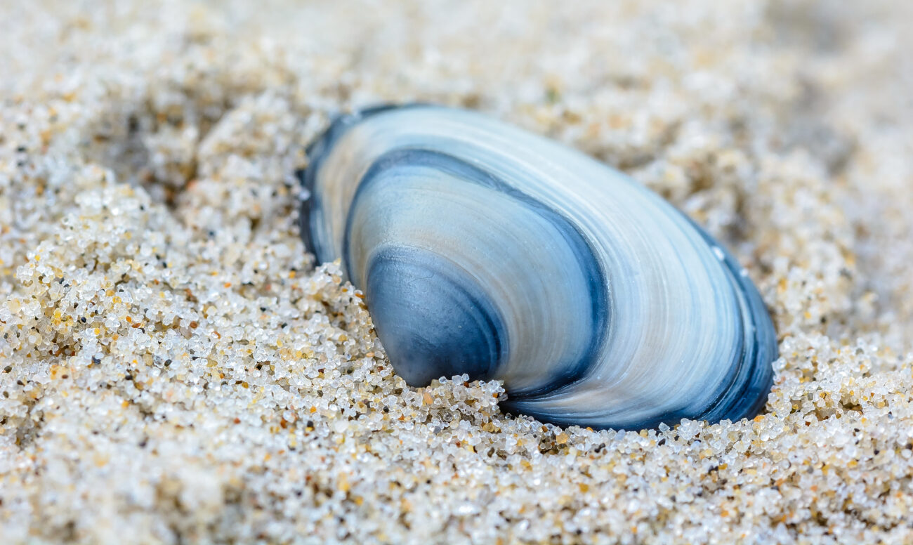 Геохимический «маяк» мелового моря: ученые открыли событие Navigation, уточняющее возраст горных пород