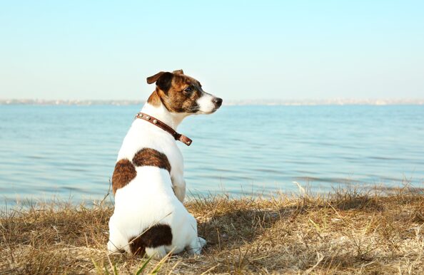 Охотник на китов. Впервые в России: собаку обучили обнаруживать морских гигантов по запаху