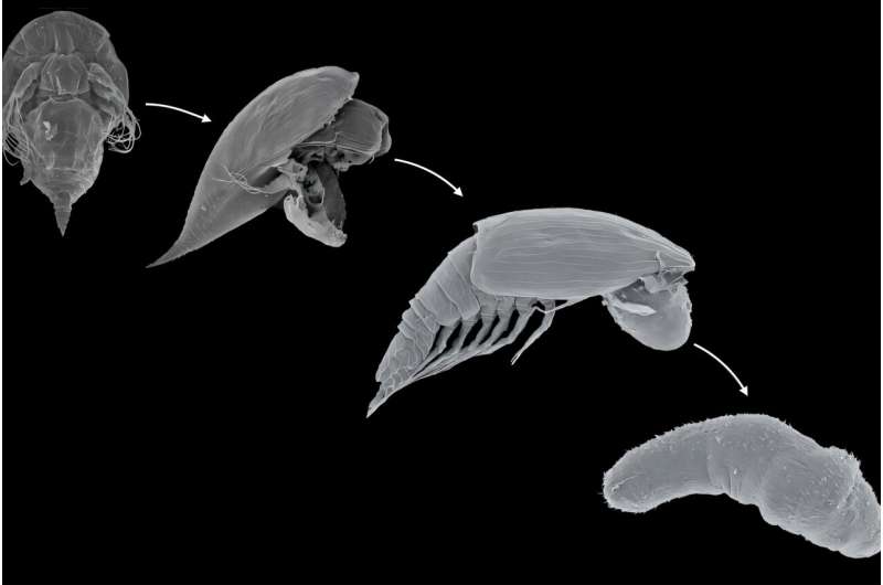 Загадка века. Ученые смогли выявить стратегии выживания паразитических ракообразных