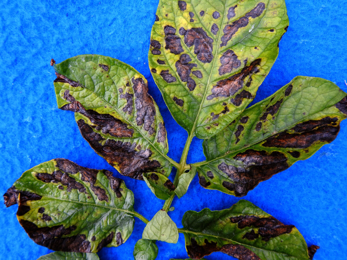 Картофель и самолечение. Найден природный механизм восстановления урожая