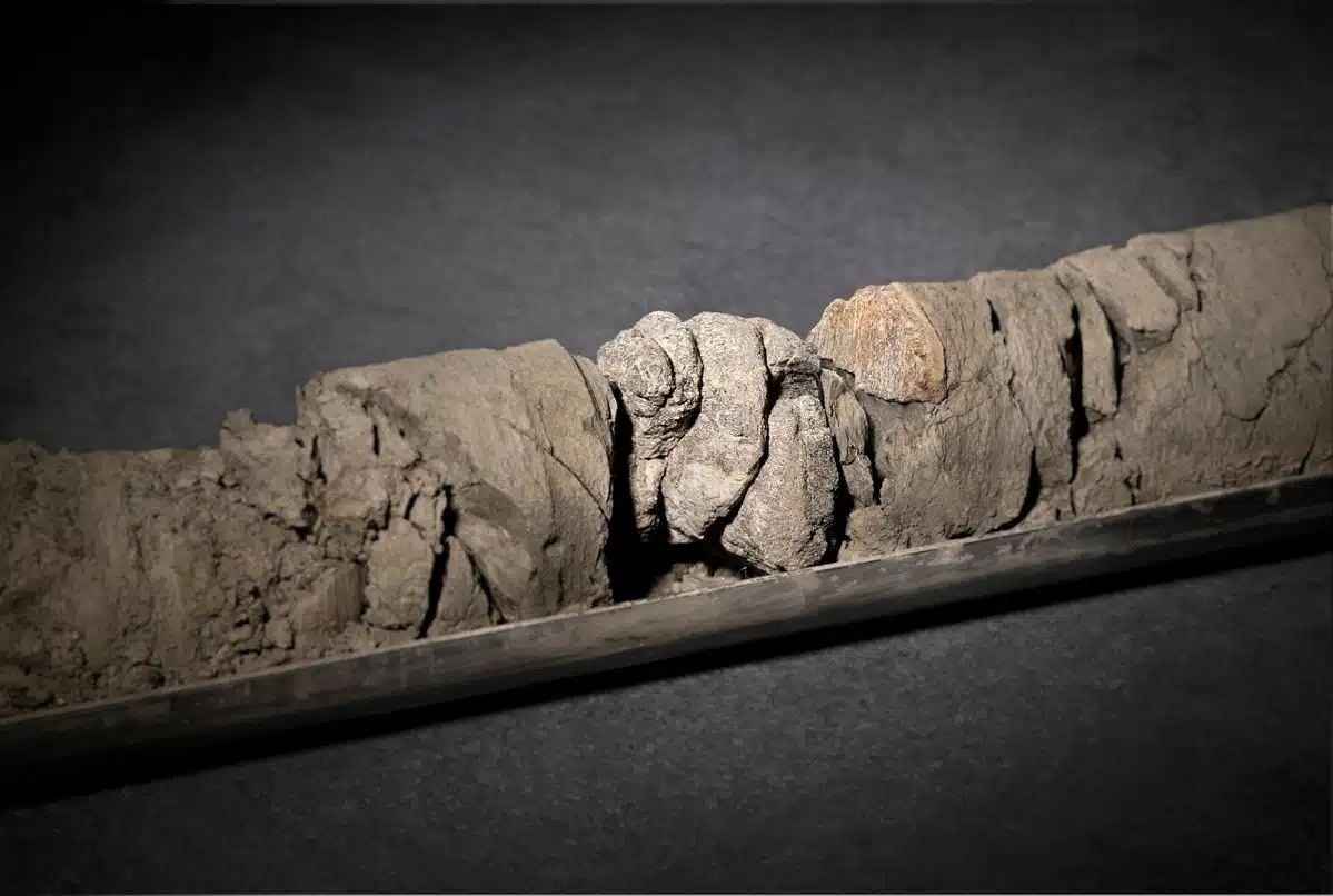 Динозавр под парковкой. Сенсационная находка прямо под музеем